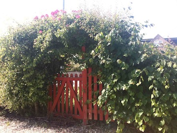 A red wooden gate set into a tall hedge, with roses growing over the top